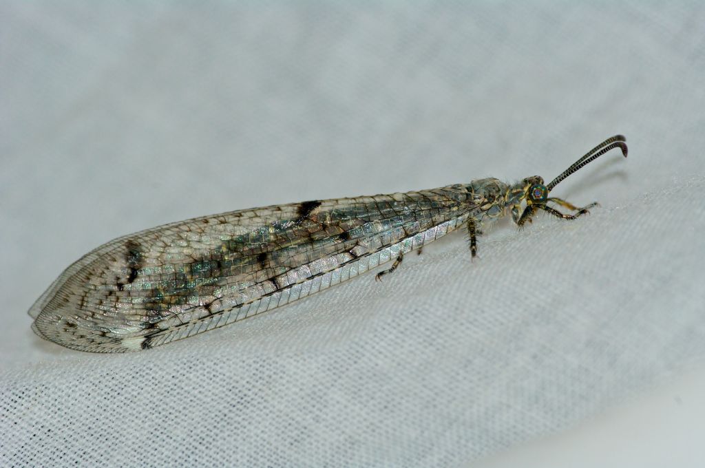 Distoleon tetragrammicus
